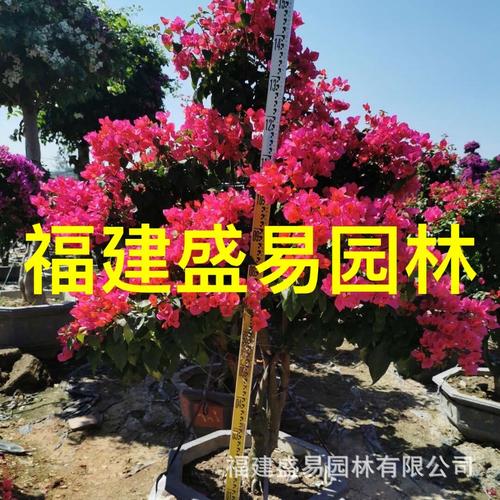 紫花平台靠谱吗缩略图