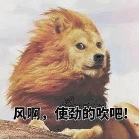 女生说风大幽默的回复
