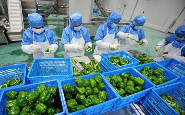 蔬菜供应采购网