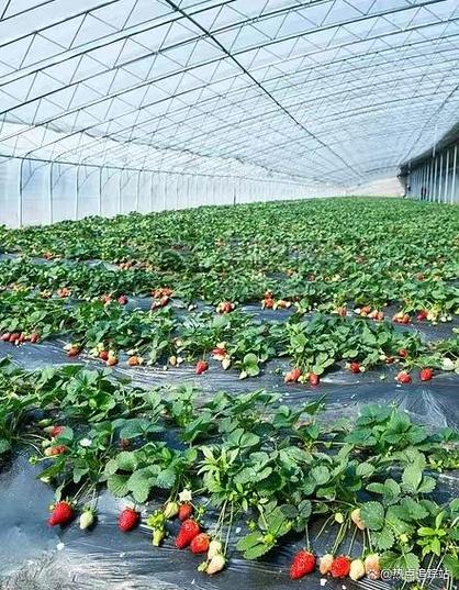 草莓大棚挣钱吗