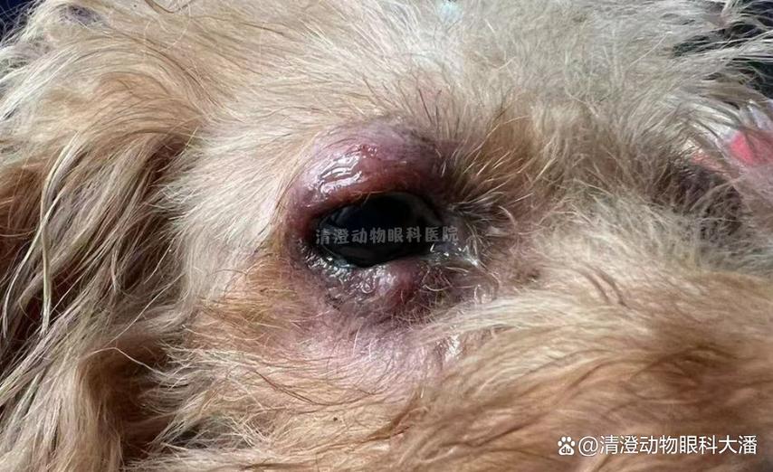 狗眼睛有一个疙瘩怎么回事