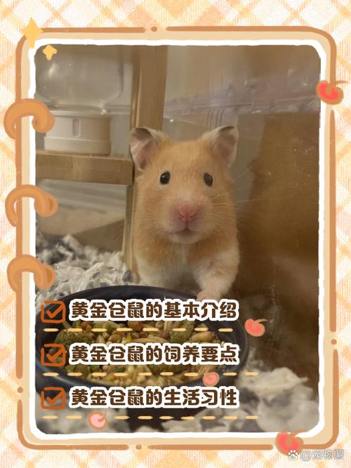 harry仓鼠官网缩略图