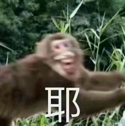 搞笑猴子