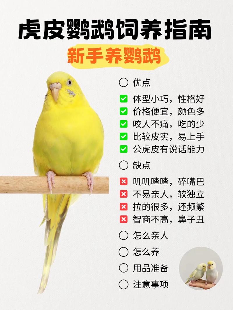 如何养鹦鹉技术视频
