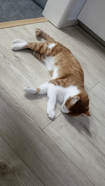 猫一直翻身打滚缩略图