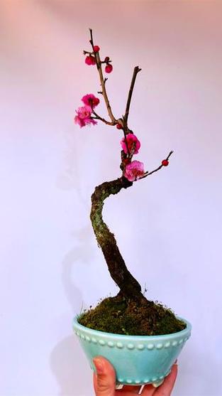 梅花直播缩略图