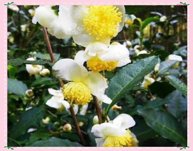 茶树花和山茶花一样吗缩略图