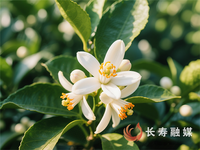 卖桔子的一些广告语