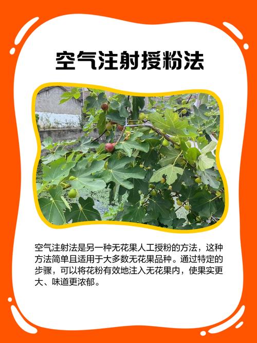 无花果怎么传播花粉缩略图