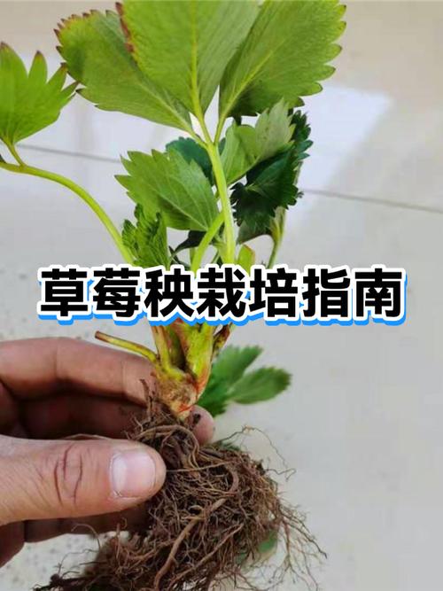 现在种草莓挣钱吗缩略图