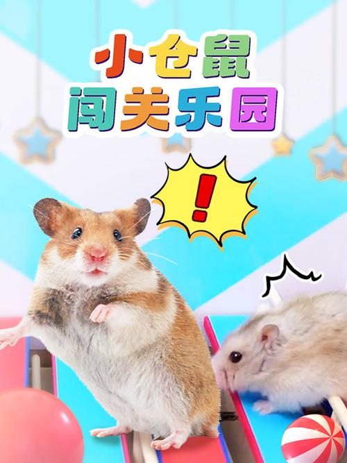 小仓鼠闯关游戏视频缩略图