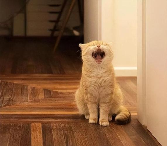 猫咪一直叫缩略图