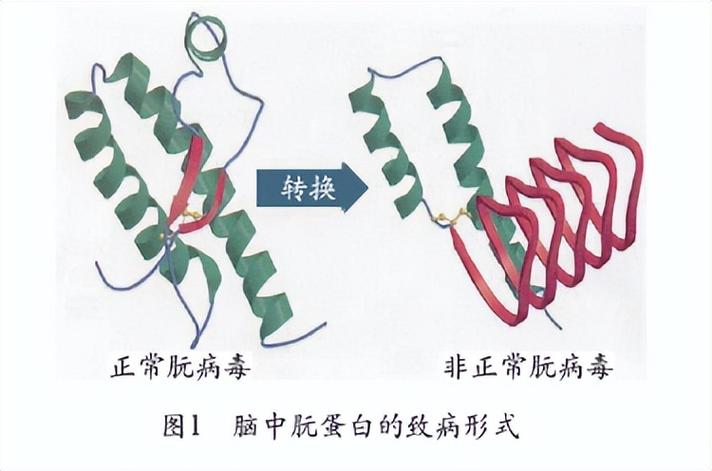 朊病毒图片缩略图