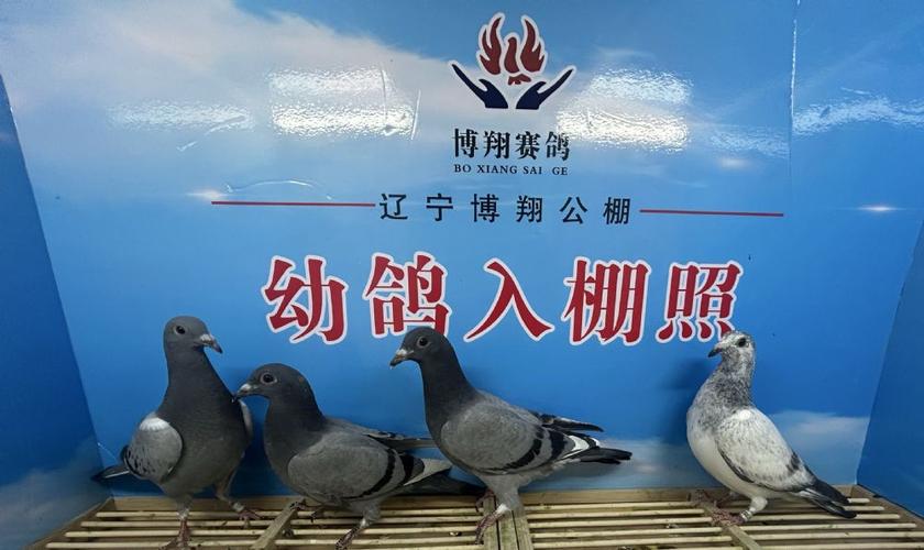 各地公棚棚各地公缩略图