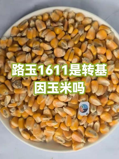 玉米转赚钱