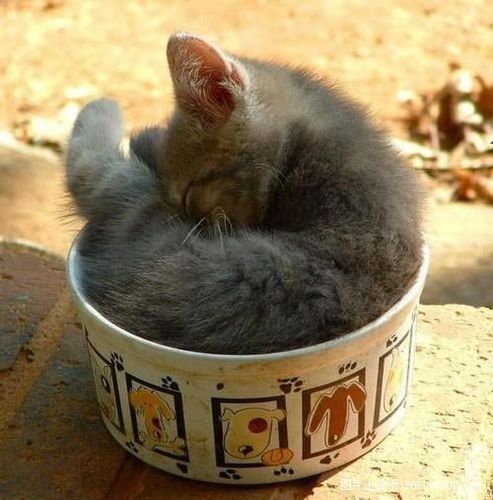 猫咪喵呜喵呜的叫