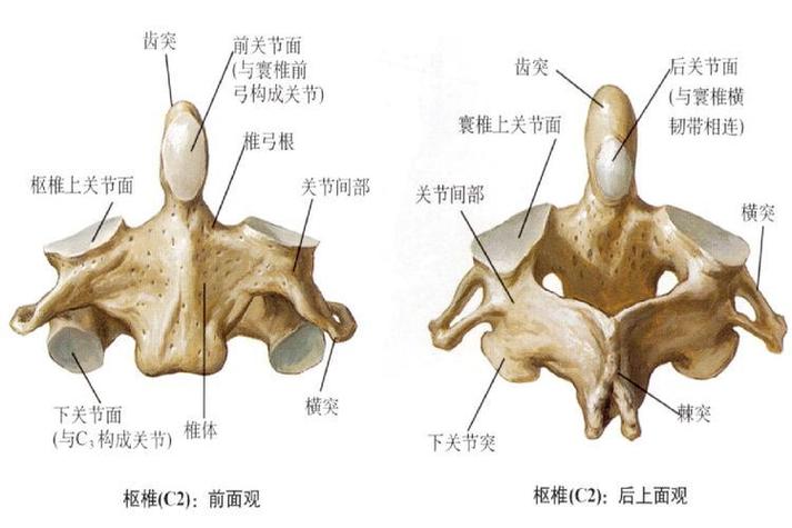 后脑勺左上部硬包像骨头凸起