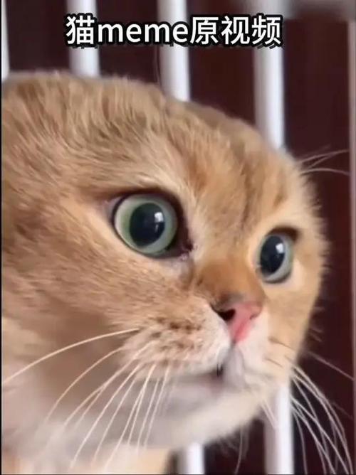 猫视频搞笑