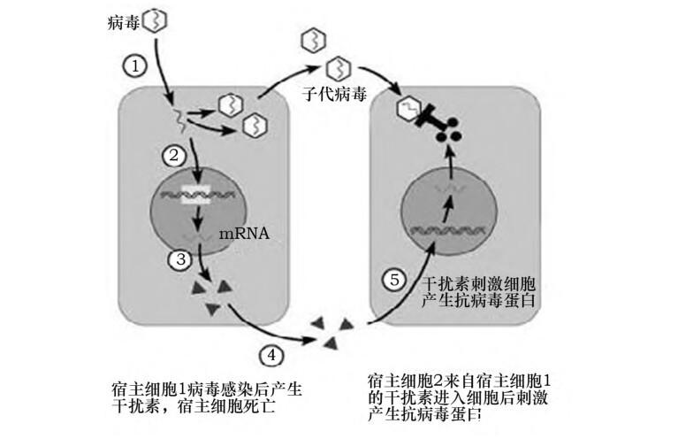 t病毒和新冠病毒游戏截图