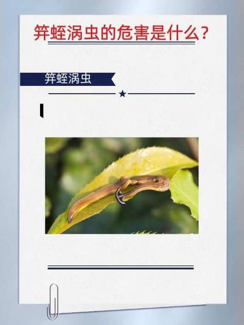 伸出蟑螂触须的图片