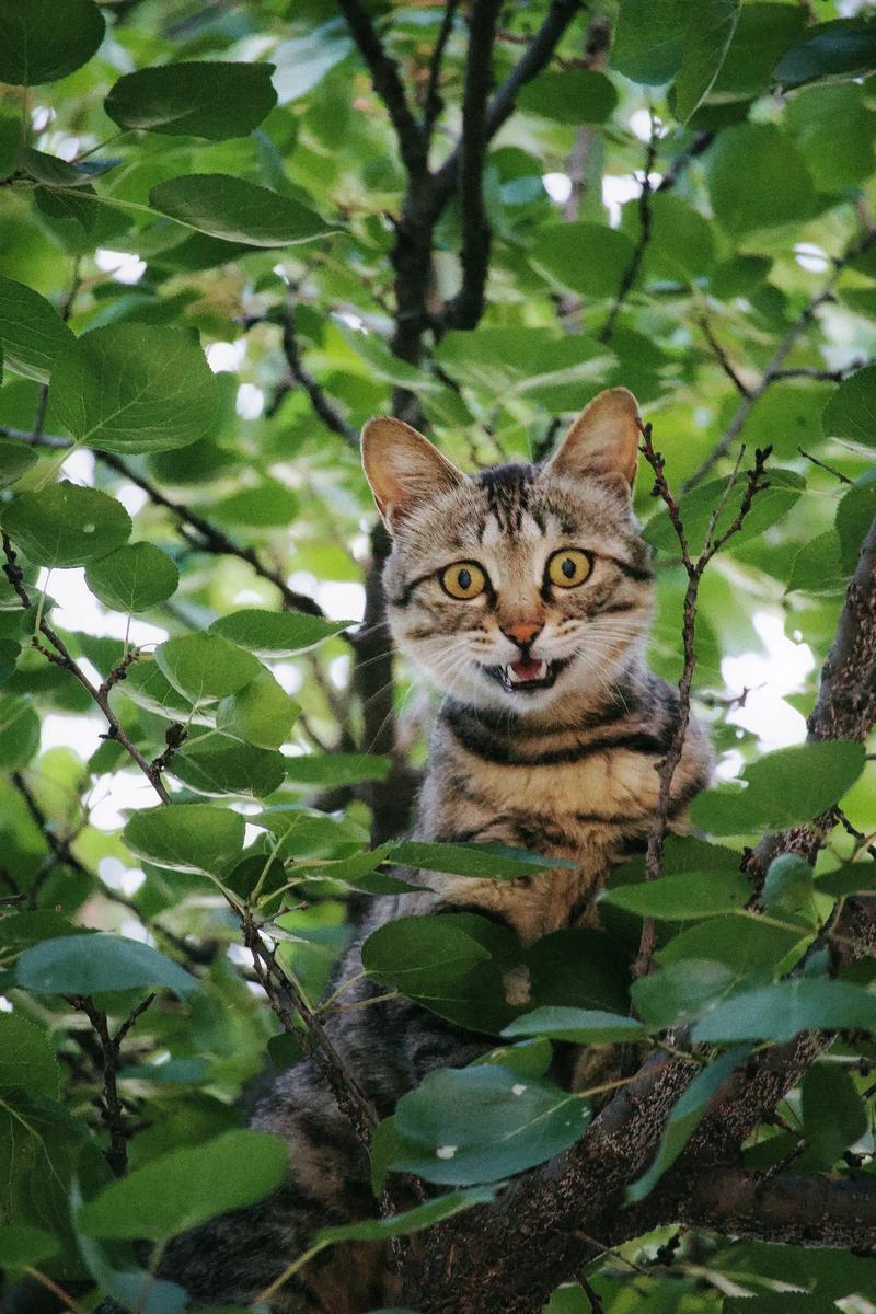 坏猫猫搜索最新版本