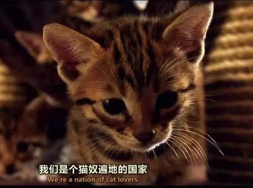 小猫死了猫妈妈会吃掉吗