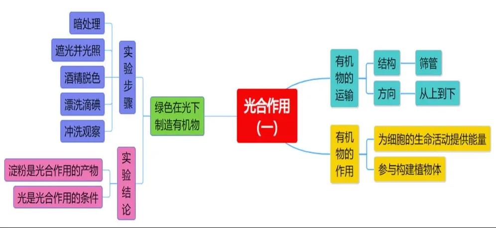 植物的光合作用思维导图缩略图