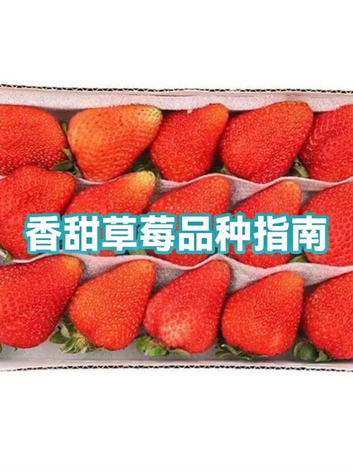 黑草莓和白草莓哪个好