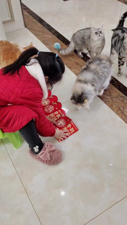 领养猫猫红包风俗