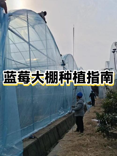 大棚蓝莓种植挣钱吗