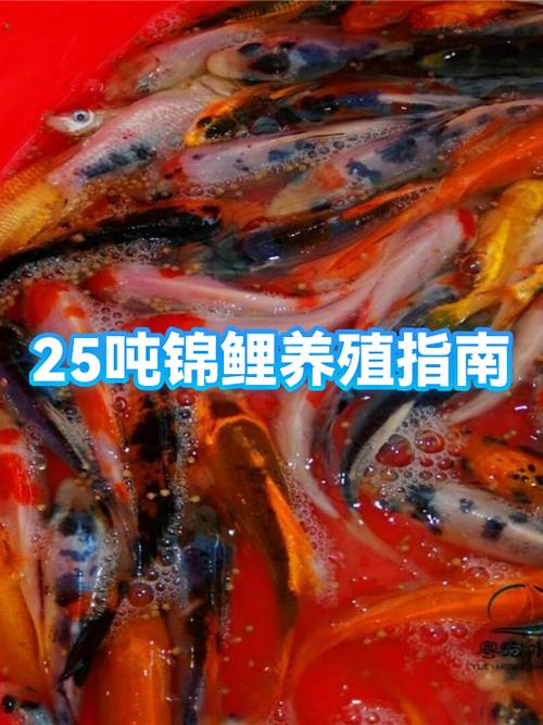 小规模养殖锦鲤赚钱吗