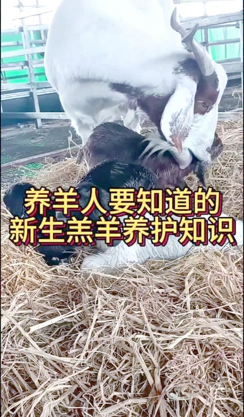 养羊达人游戏截图