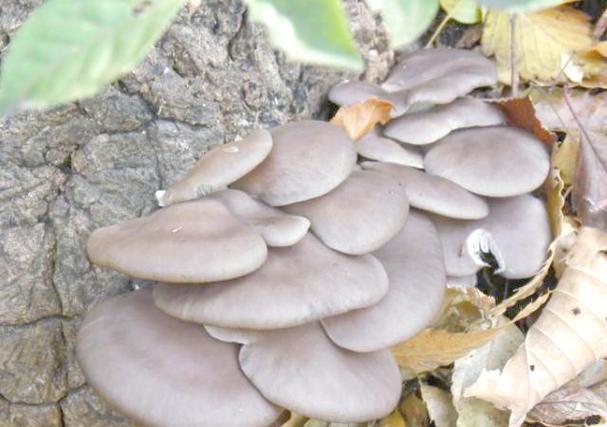 有哪些无毒蘑菇