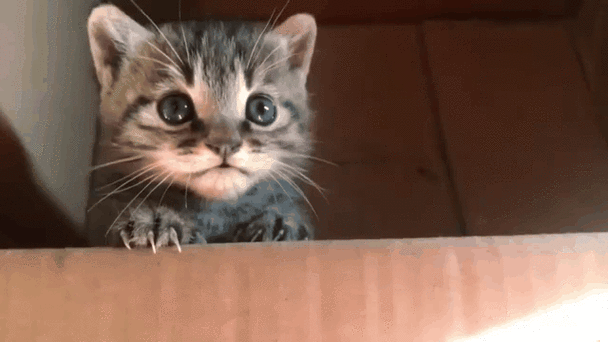 养分红猫