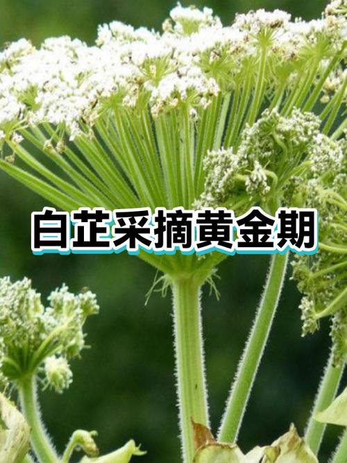 白芷小说