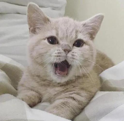 母猫喵呜喵呜叫
