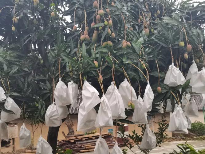 芒果新秀传媒