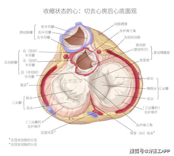 心脏瓣膜是什么样子缩略图