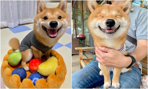狗狗龇牙咧嘴搞笑视频缩略图