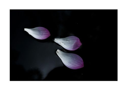 花瓣APP界面缩略图