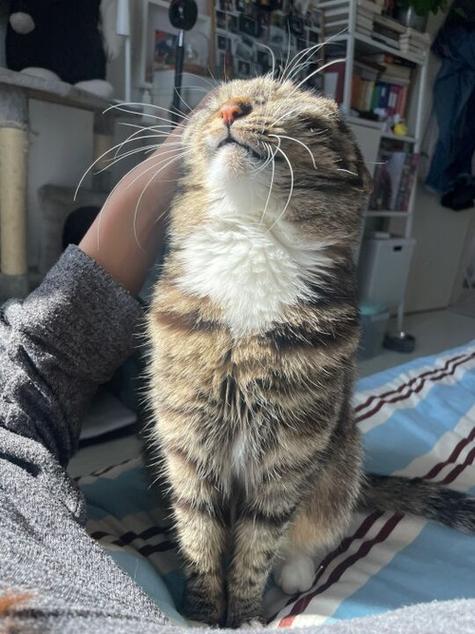 猫咪头顶骨头凸起游戏截图