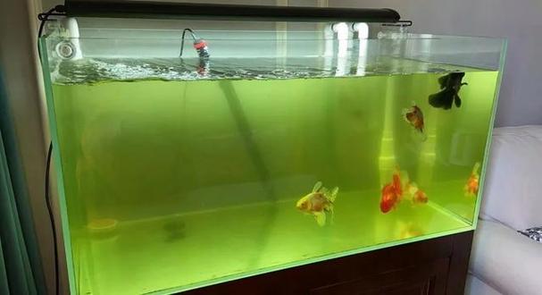 养鱼水绿是好事还是坏事啊