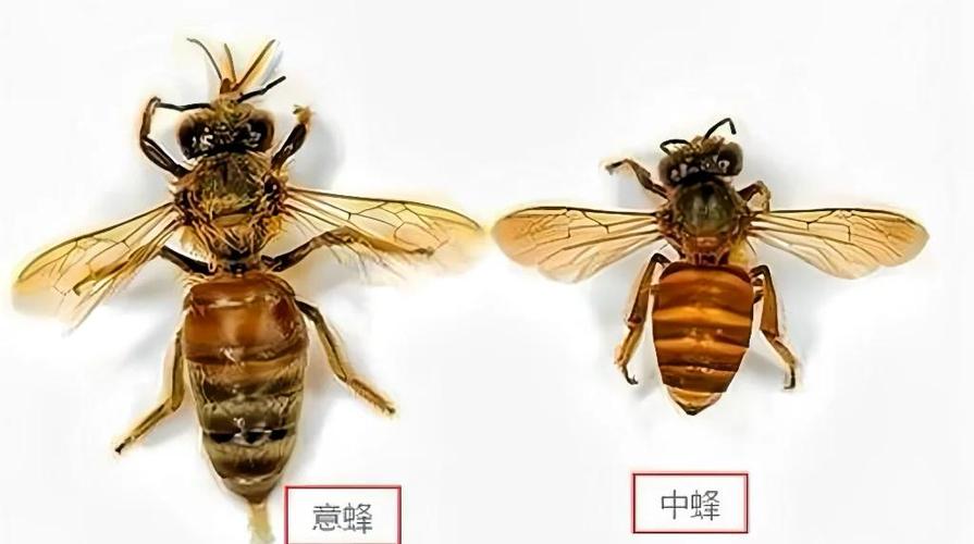 意蜂养殖技术视频全集养