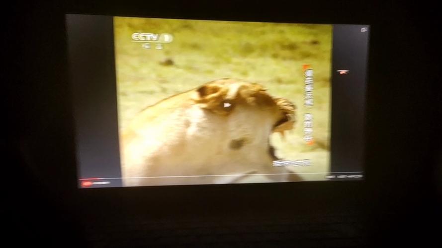 CCTV动物世界缩略图