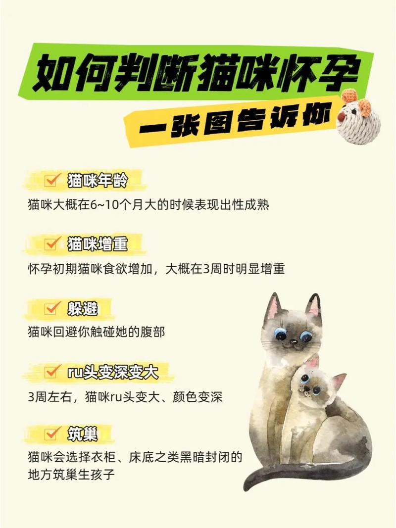 猫咪怎么怀孕生孩子