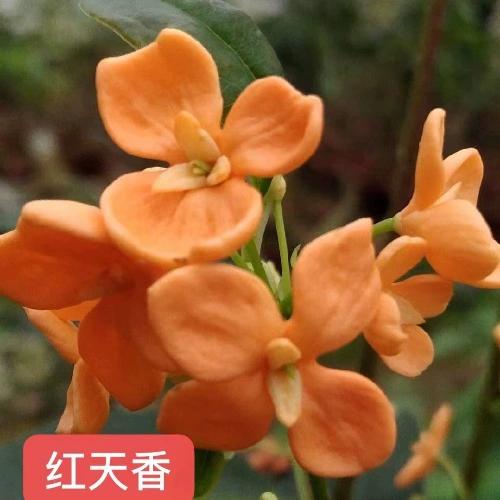 桂花直播间