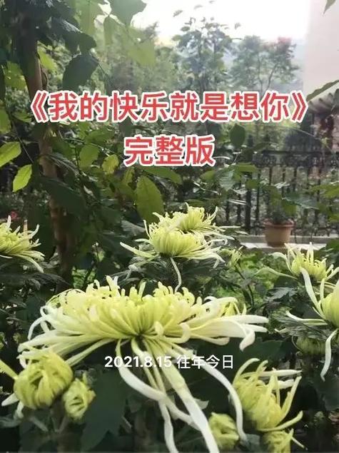 你的快乐就是想你原唱