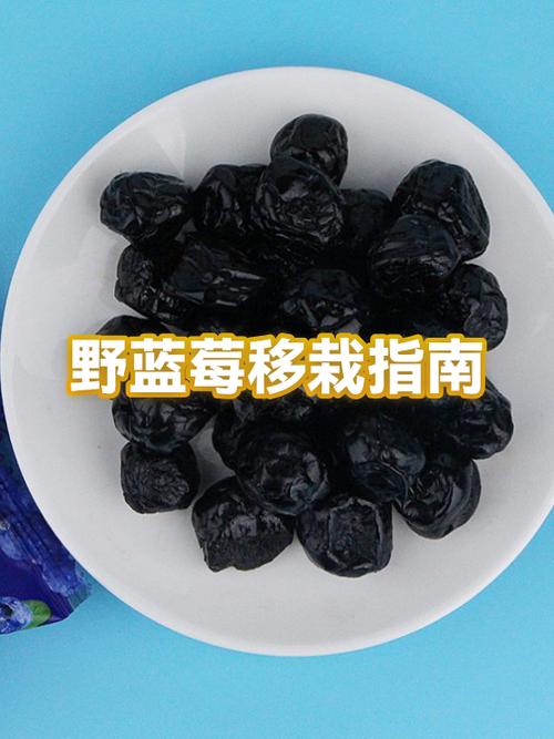 野蓝莓和蓝莓的区别缩略图