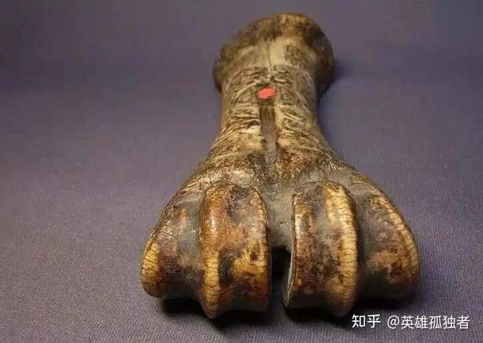 猫胸前有个骨头很突出缩略图
