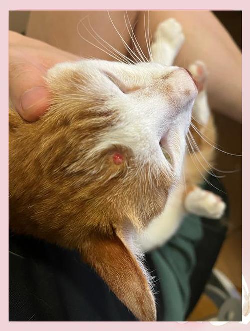 猫咪头上有疙瘩要警惕